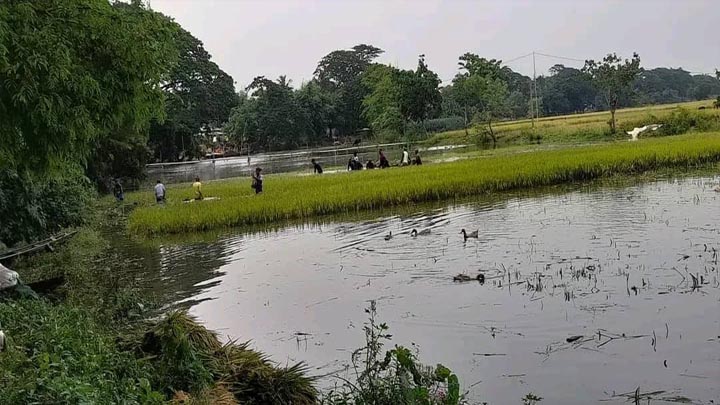 উজান থেকে নেমে আসা পাহাড়ি ঢলে কৃষকের ব্যাপক ক্ষতির আশঙ্কা